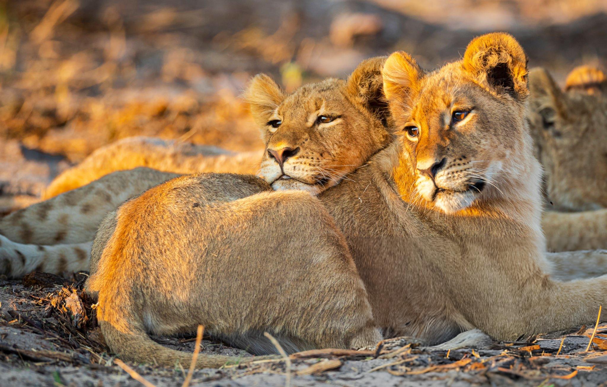 tanzania safari