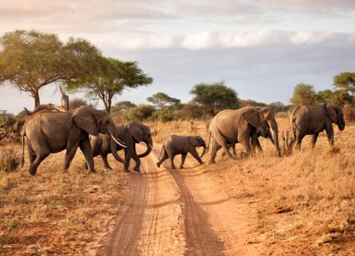 9-Day Luxury Safari Itinerary: Serengeti, Ngorongoro, Tarangire & Arusha