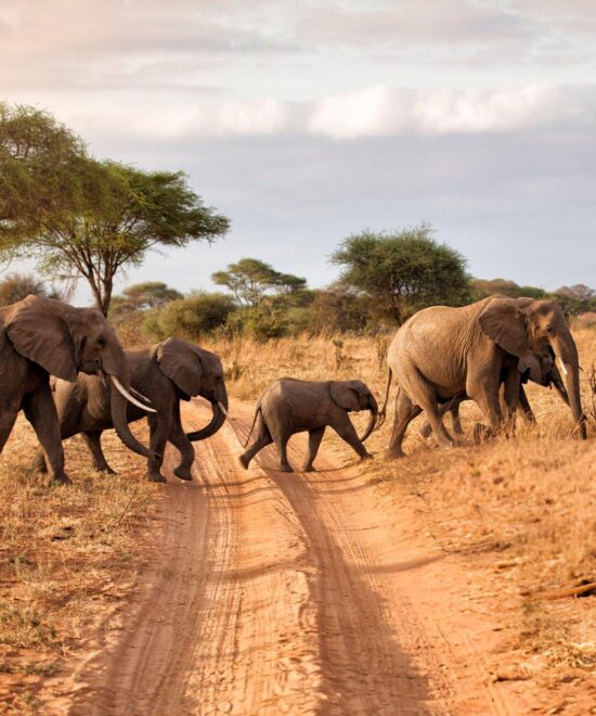 9-Day Luxury Safari Itinerary: Serengeti, Ngorongoro, Tarangire & Arusha