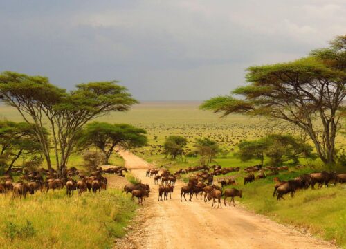 7-Day Tanzania Safari Itinerary