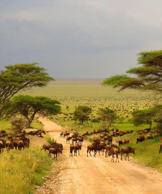 6 Days Joining Safaris, Serengeti,Tarangire, Ngorongoro, Lake Manyara