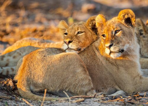 Joining Safari – 4 Days Safari